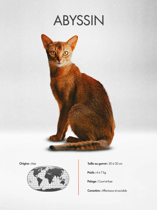 Abyssinian Poster