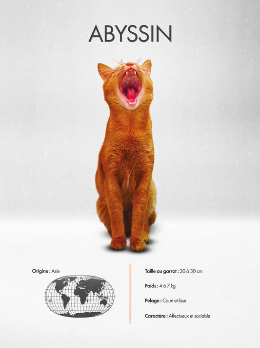 Abyssinian Poster