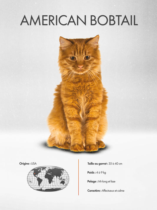 American Bobtail Poster