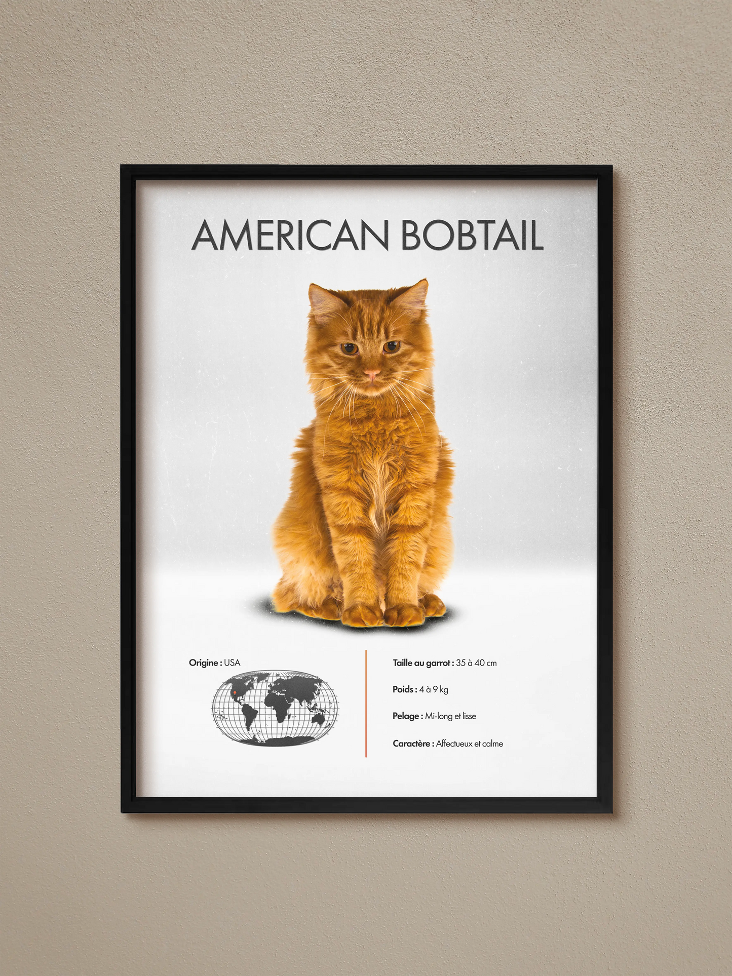 American Bobtail