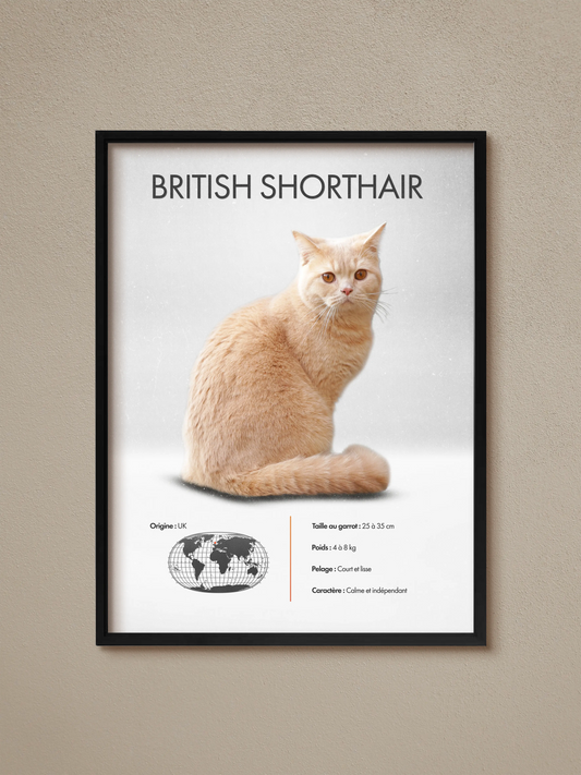 British Shorthair Poster