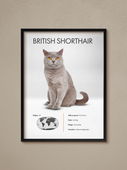 British Shorthair Poster