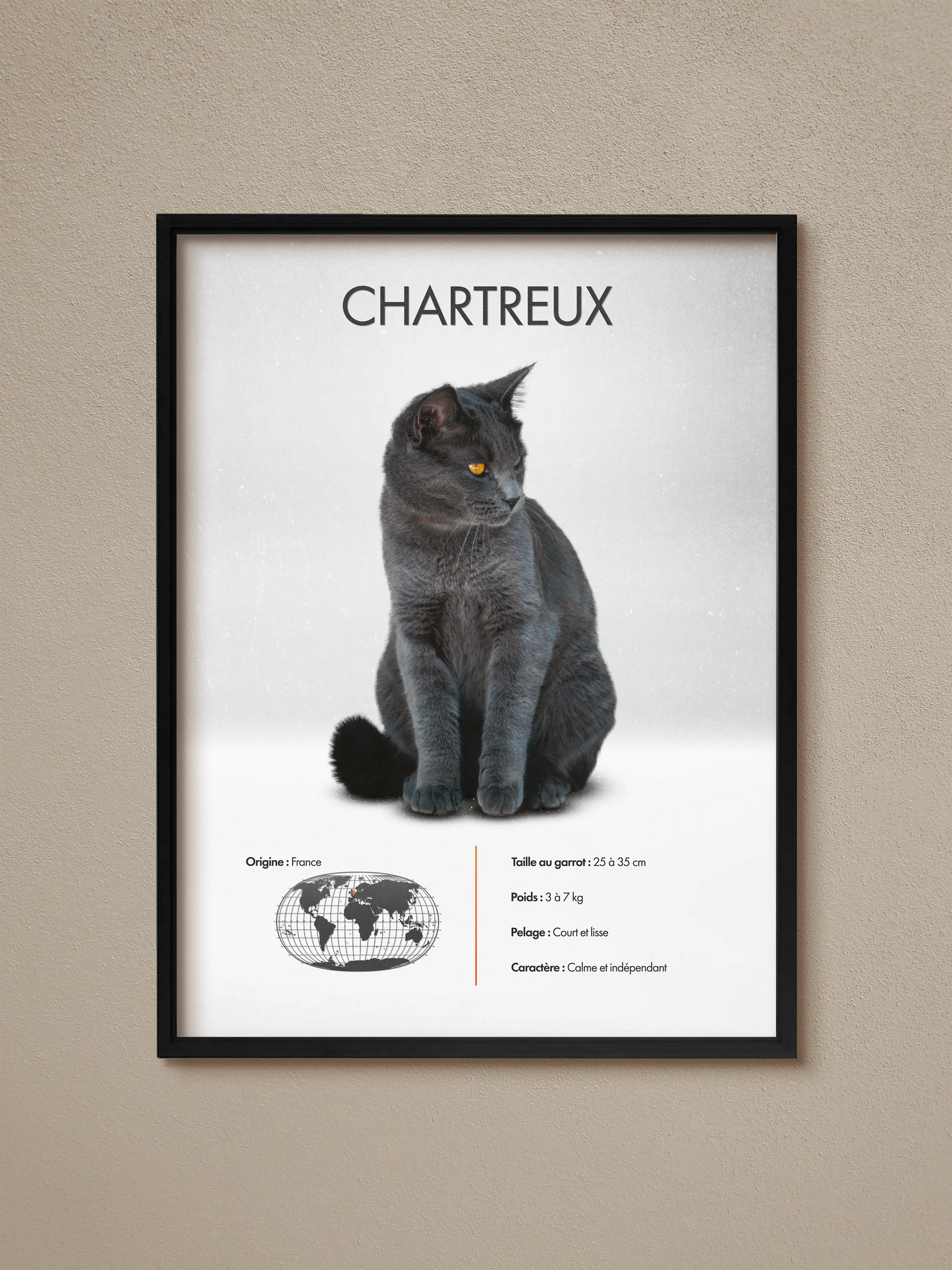 Chartreux