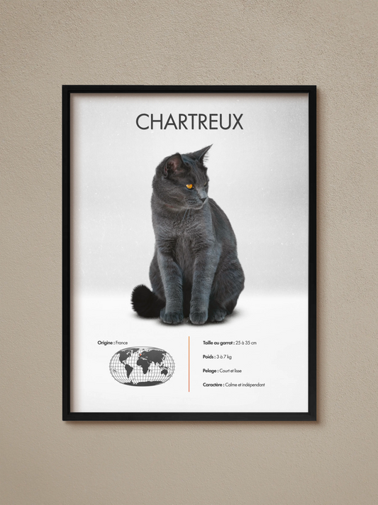 Chartreux poster