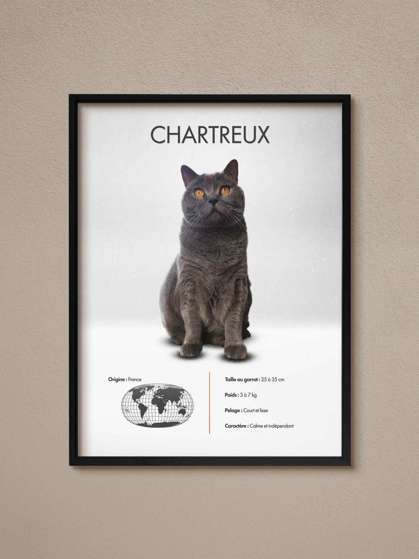 Chartreux
