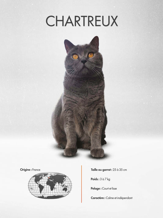 Chartreux poster