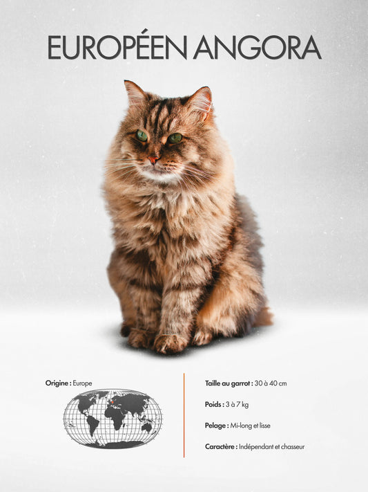European Angora Poster
