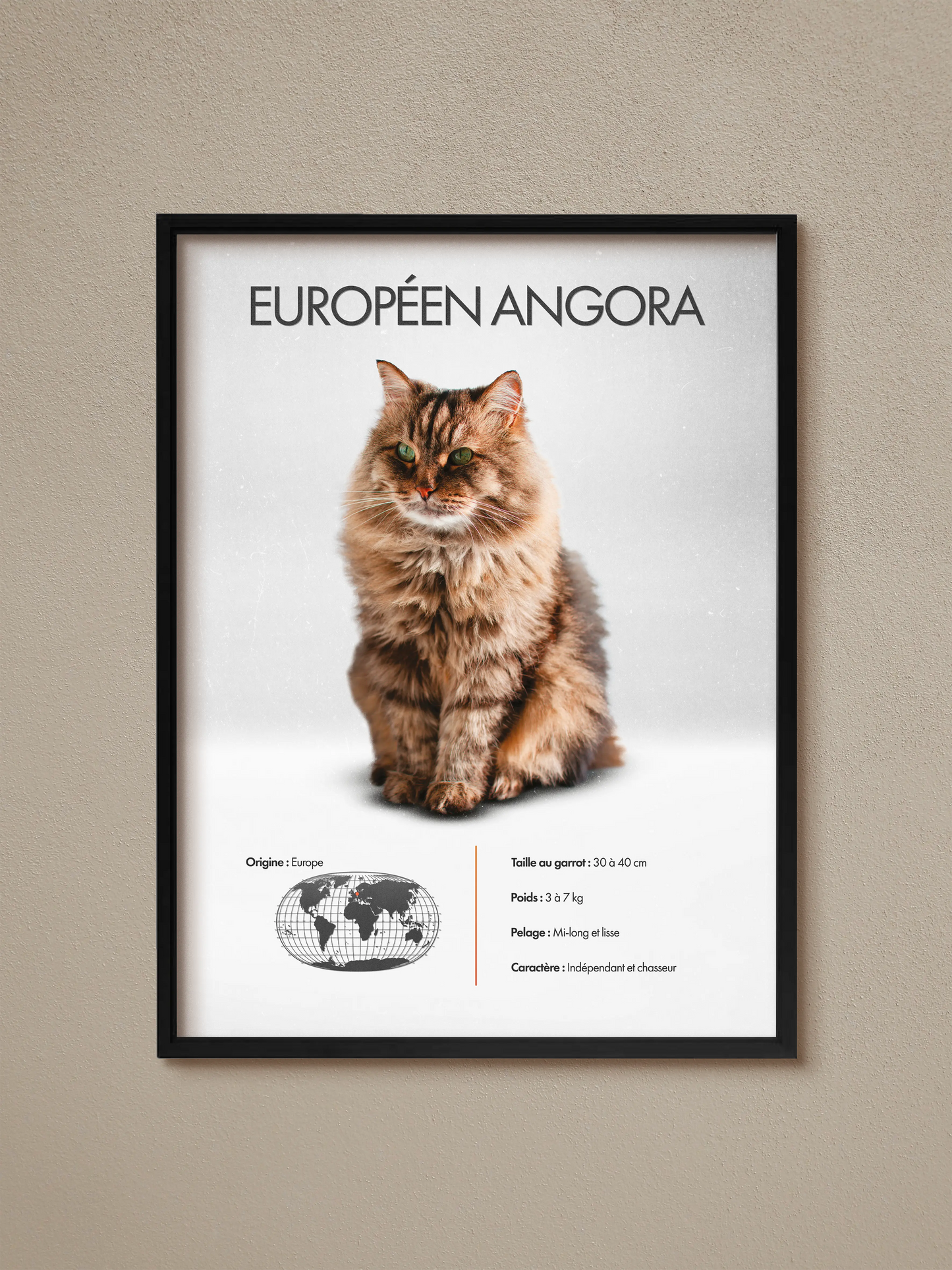 Angora Européen