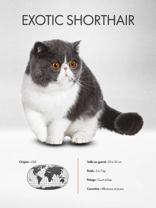 Exotic Shorthair