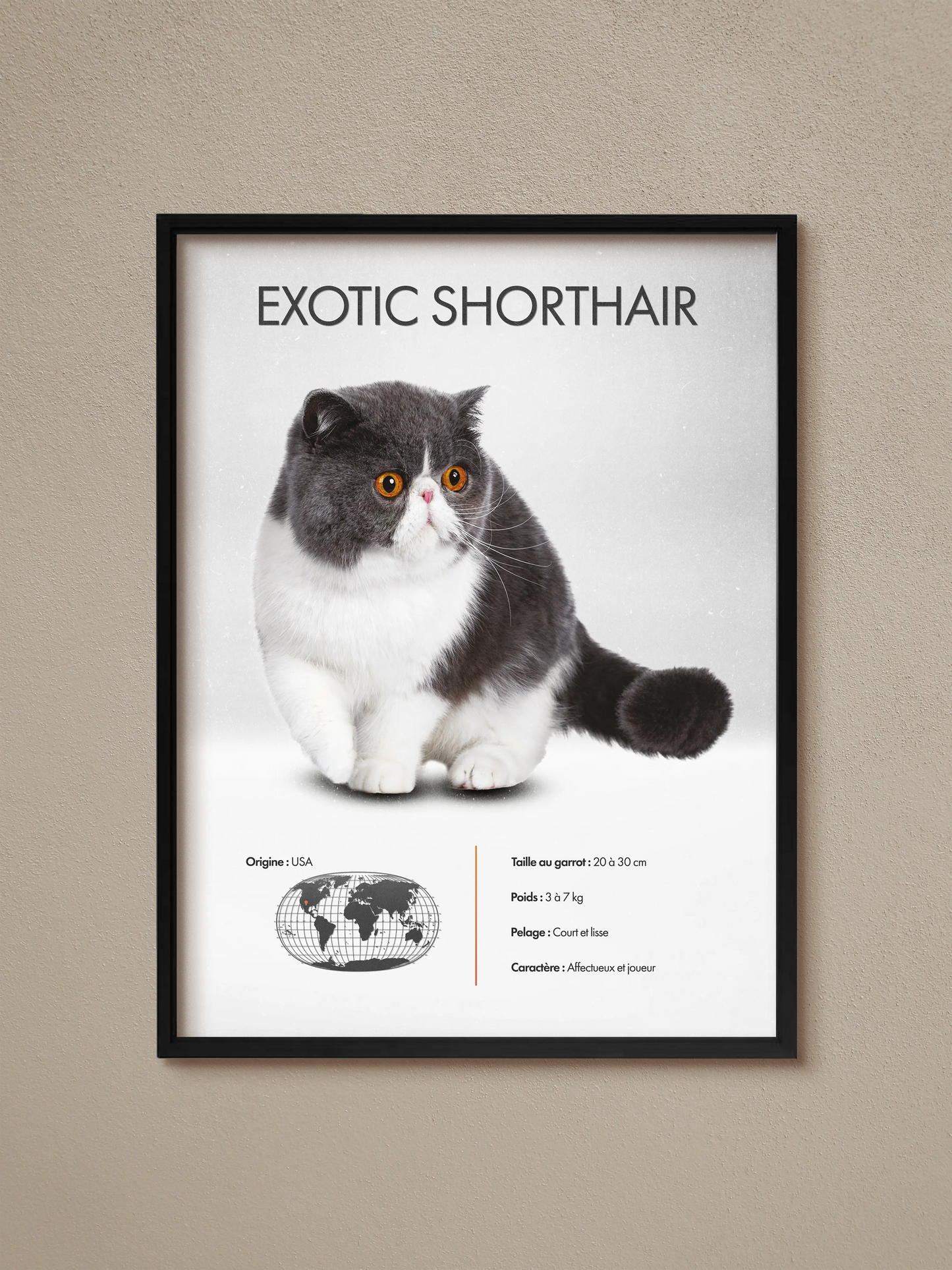 Exotic Shorthair