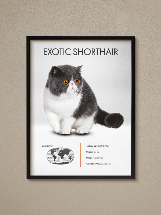 Exotic Shorthair