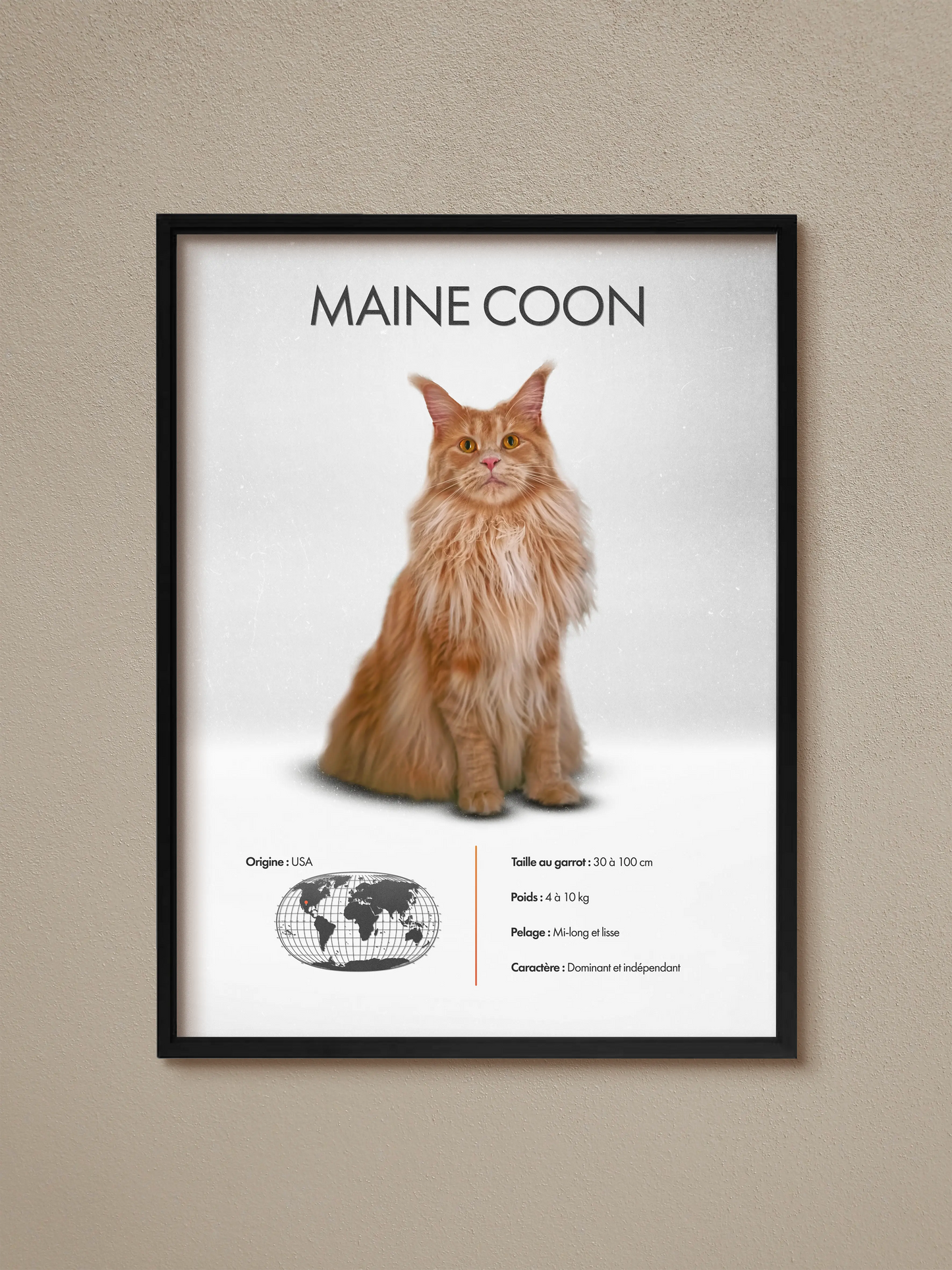 Maine Coon