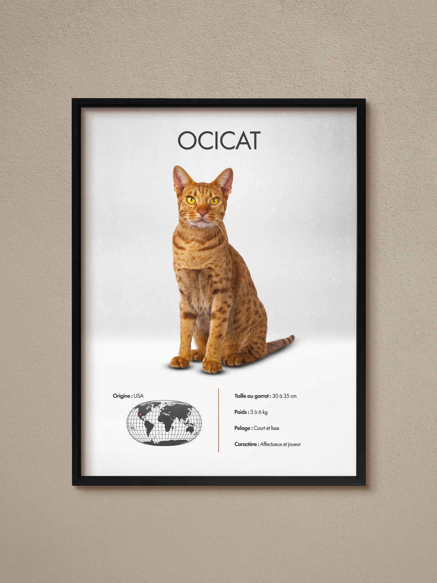 Ocicat
