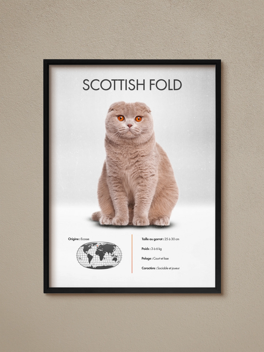 Scottish Fold