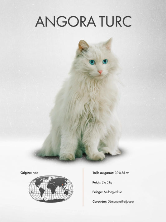 Turkish Angora Poster