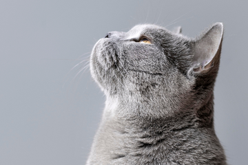 La Magie de la Personnalisation: Créez Votre Tableau de Chat Unique avec Sphynx Wood
