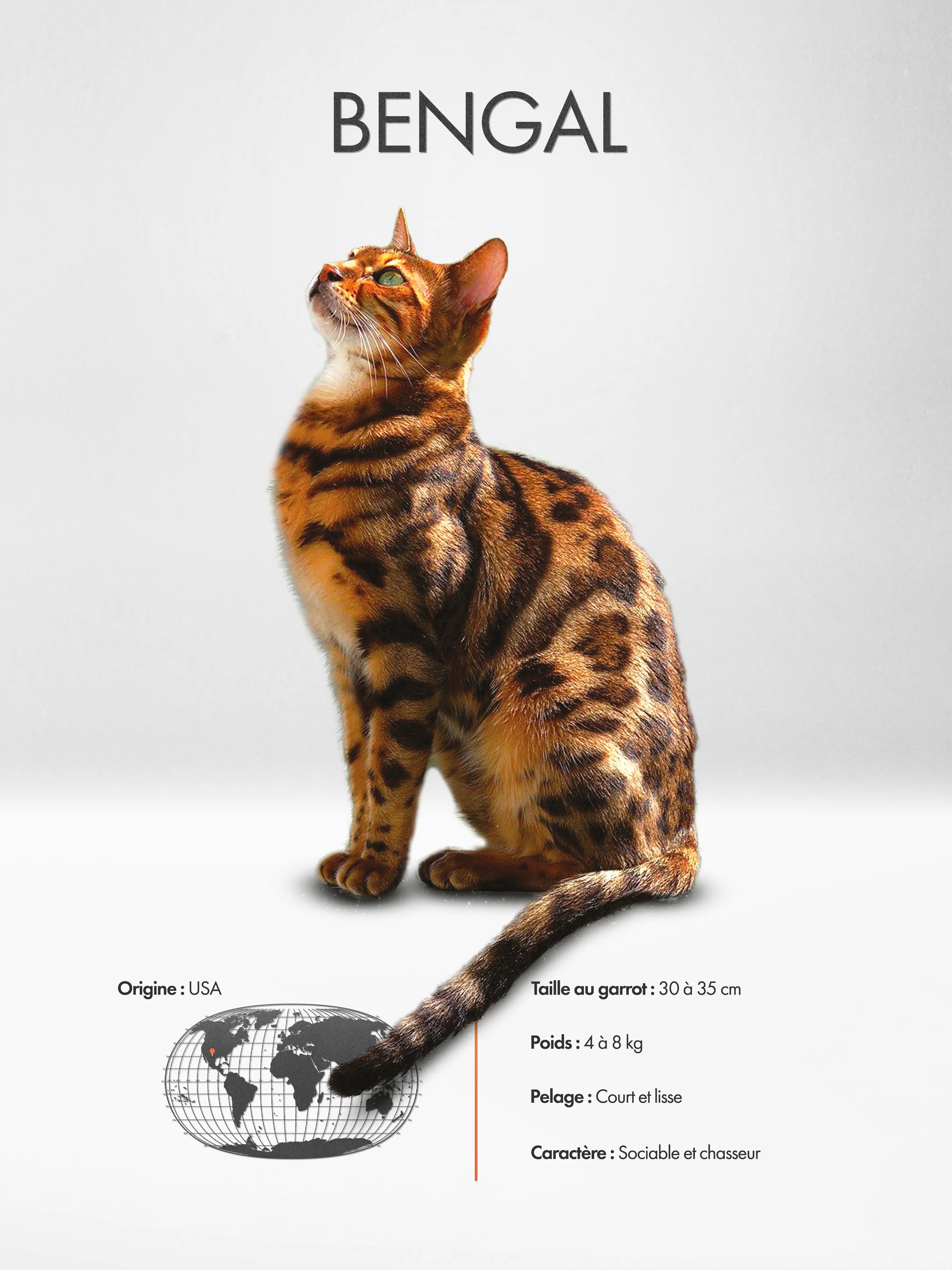 Bengal