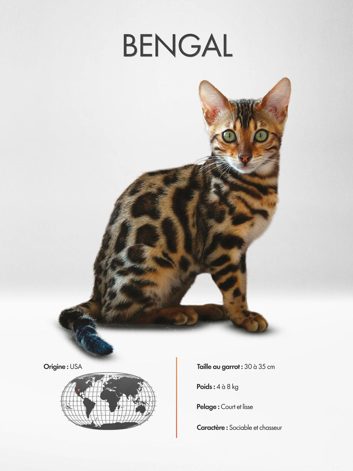 Bengal