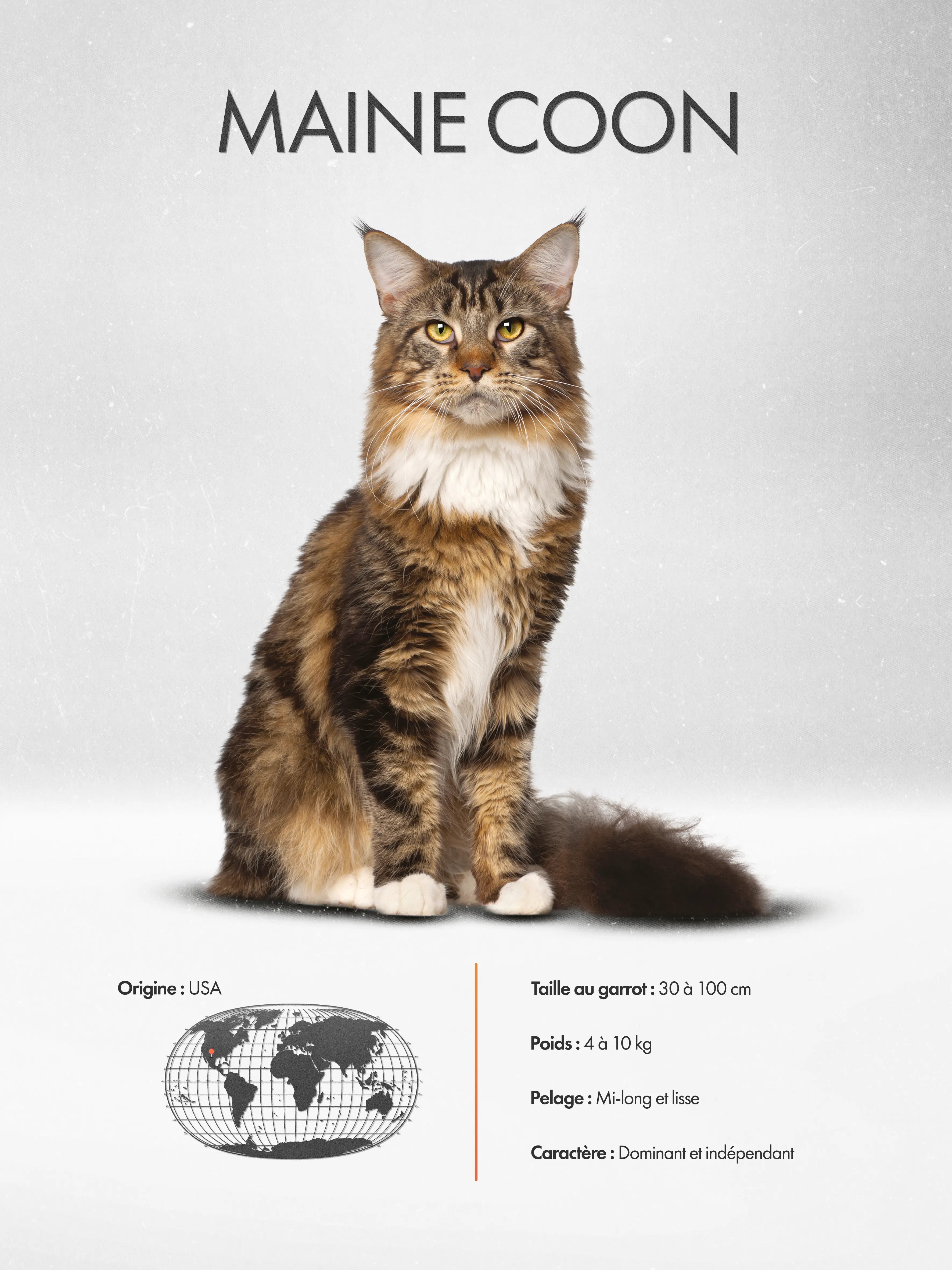 Maine Coon