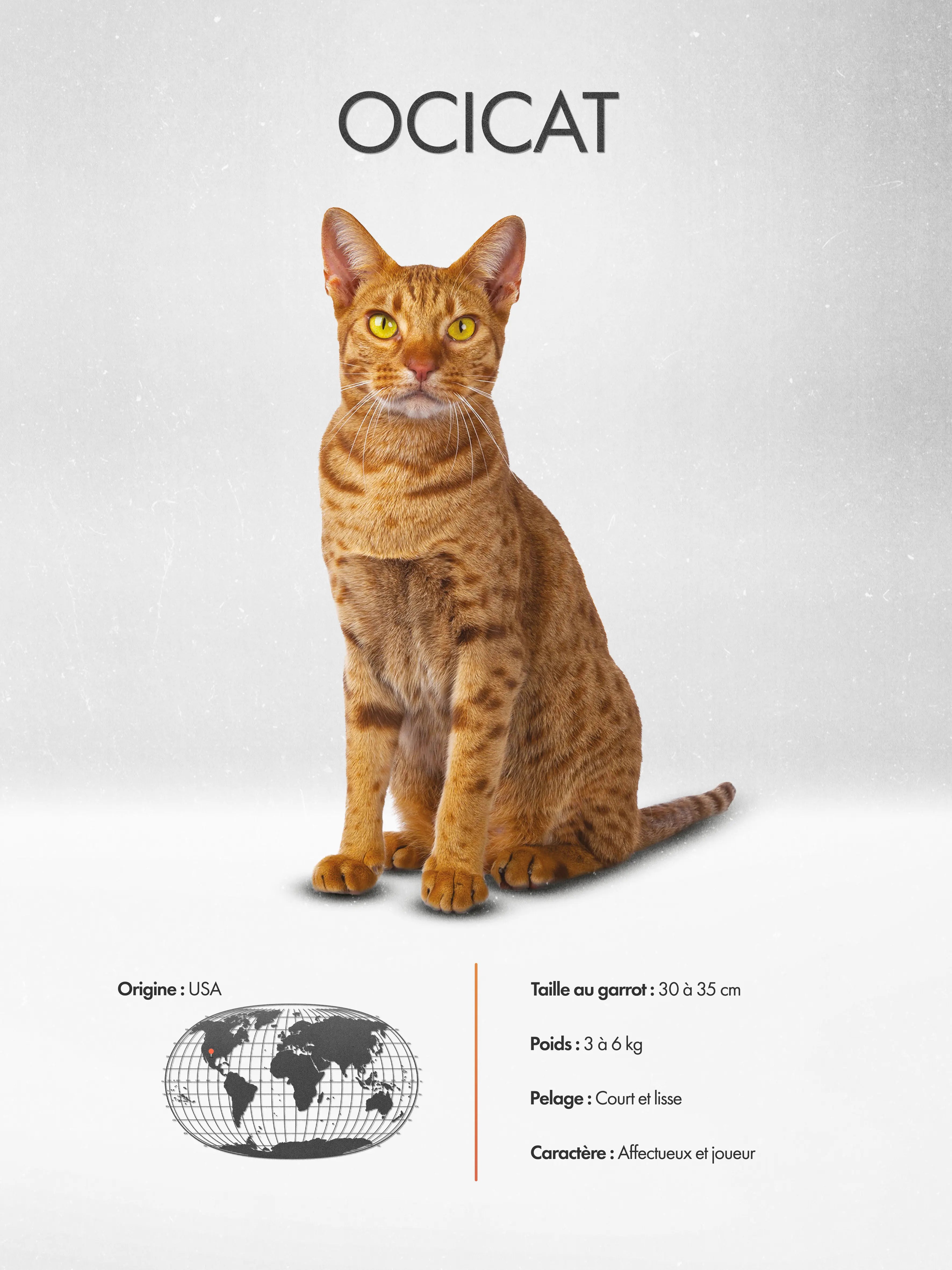 Ocicat
