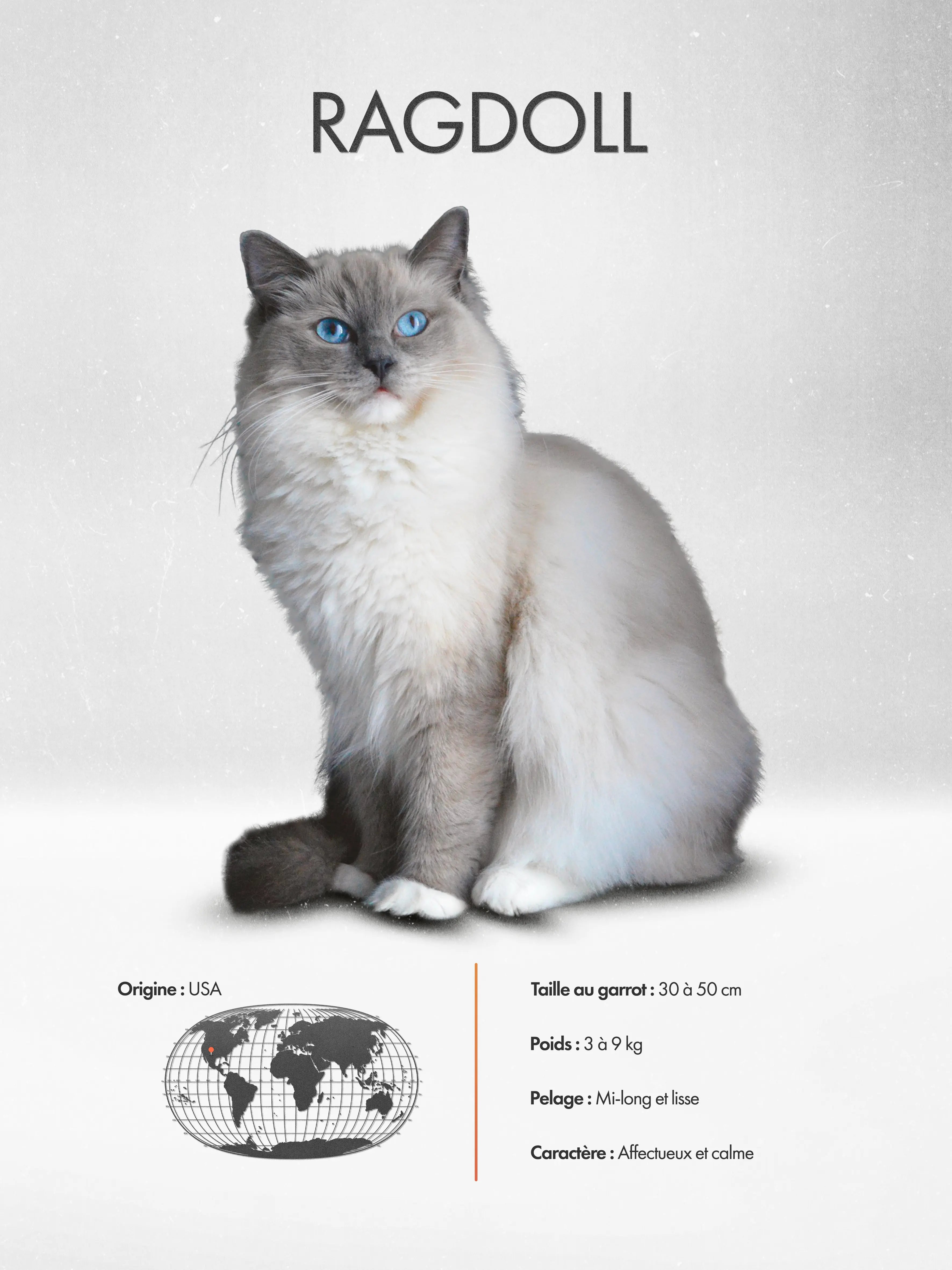 Ragdoll Poster
