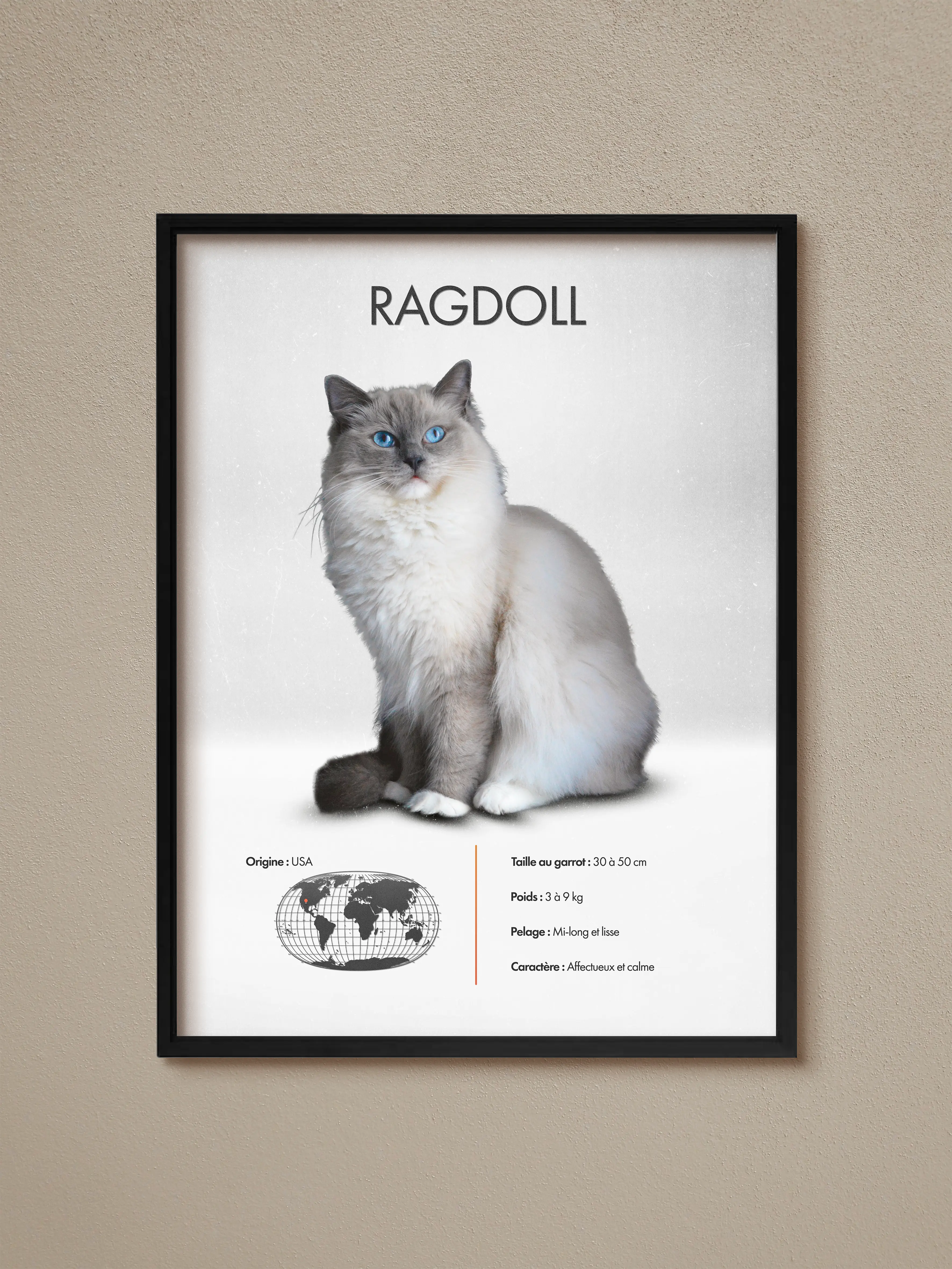 Ragdoll Poster