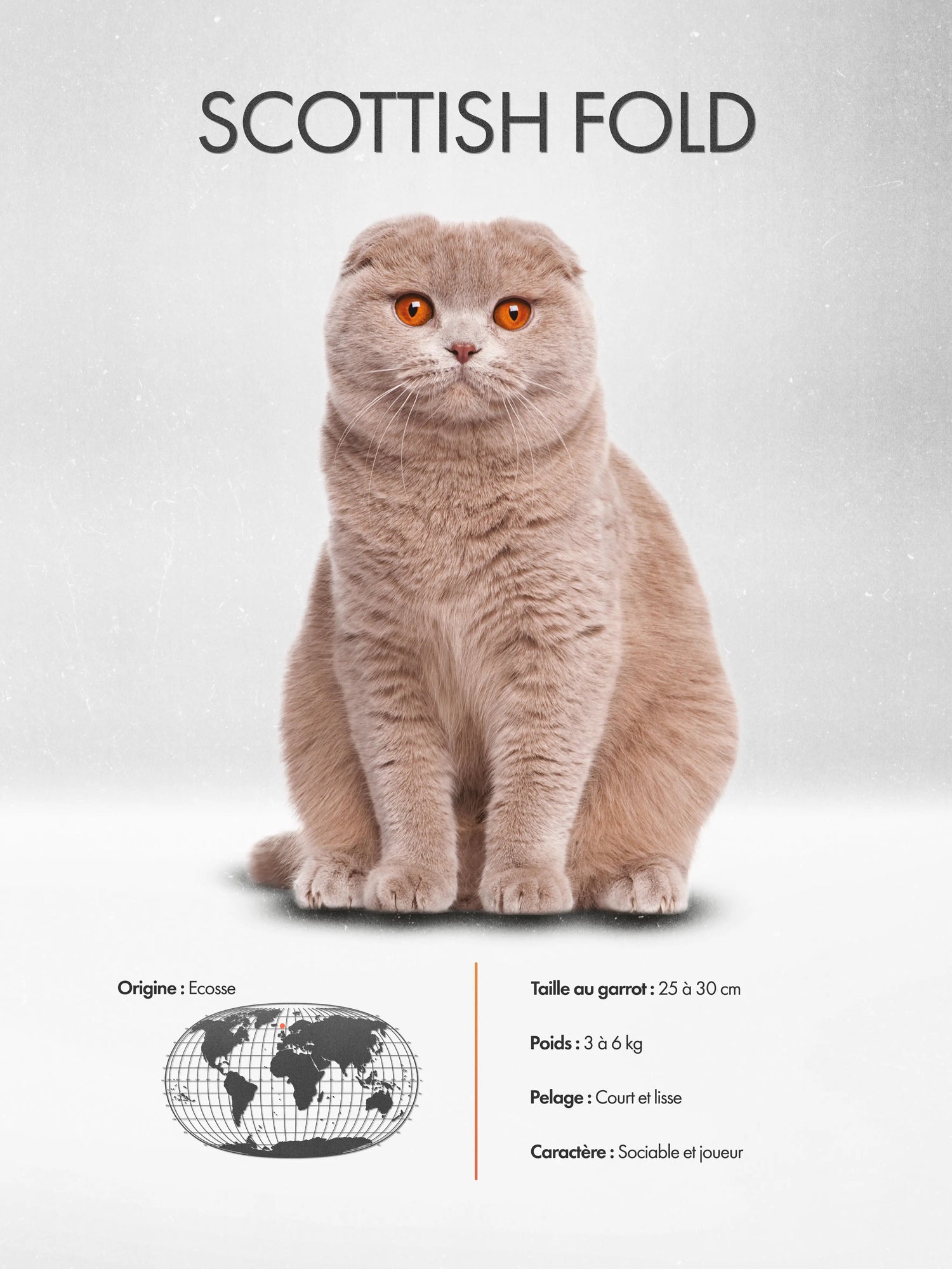 Scottish Fold