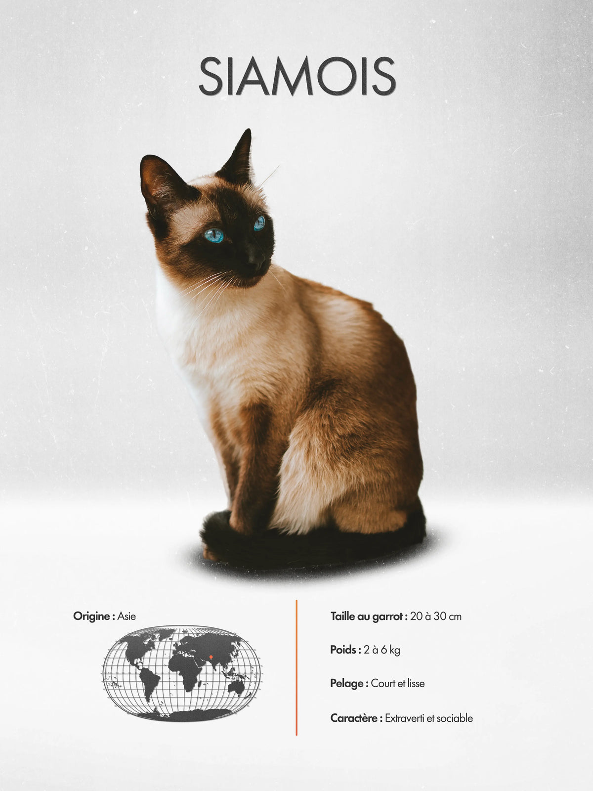 Siamese Poster