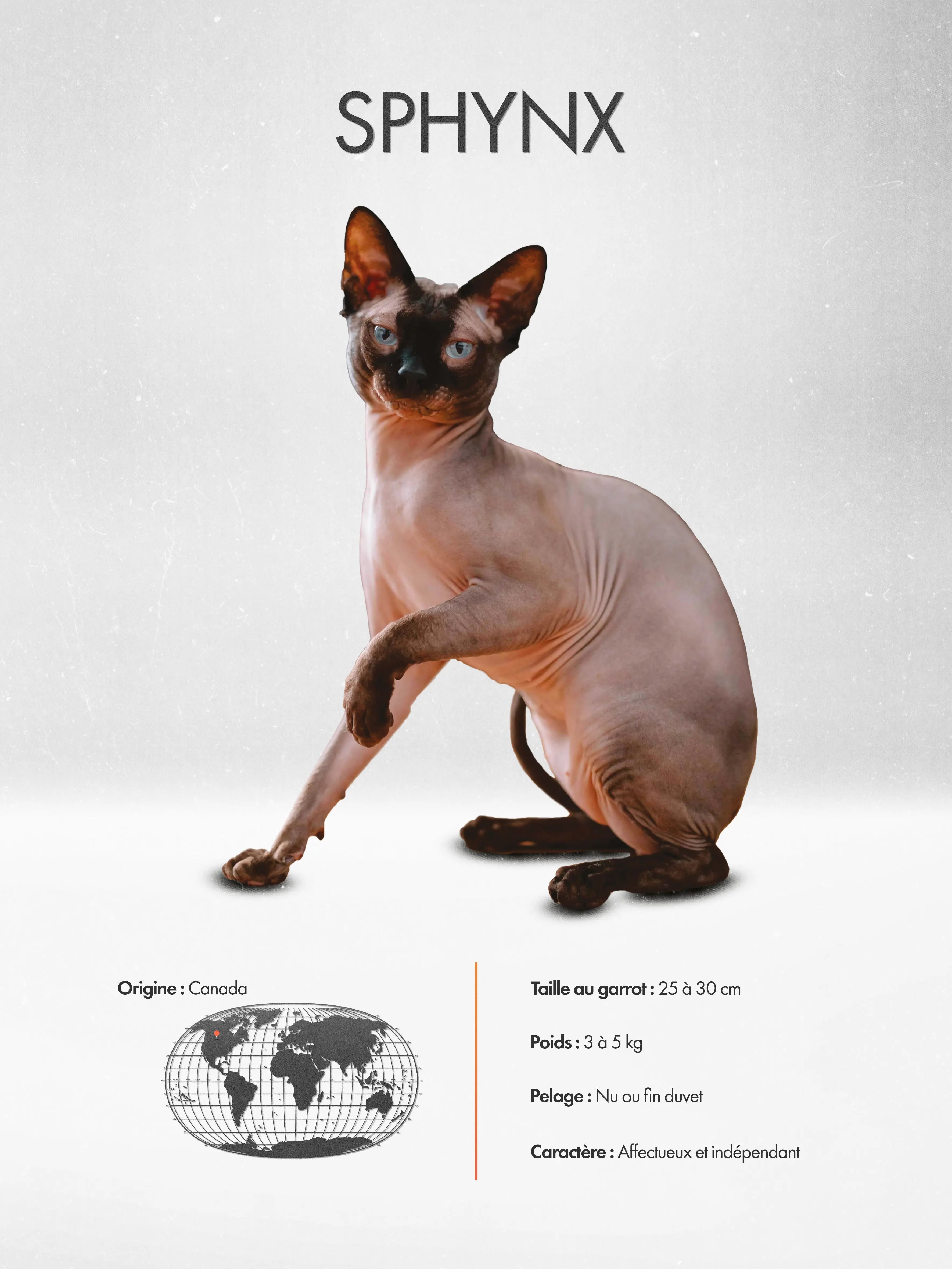 Sphynx Poster
