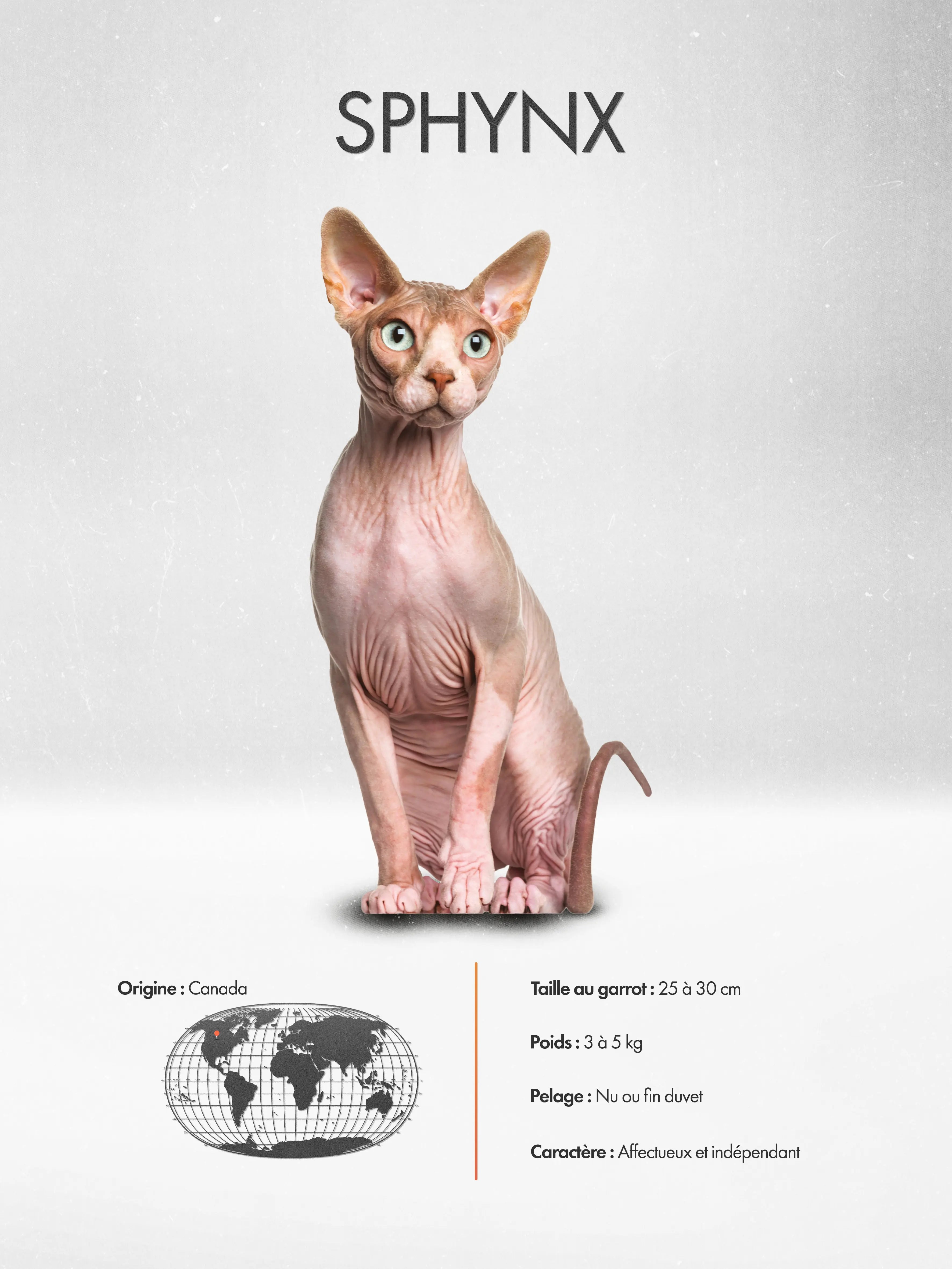 Sphynx Poster