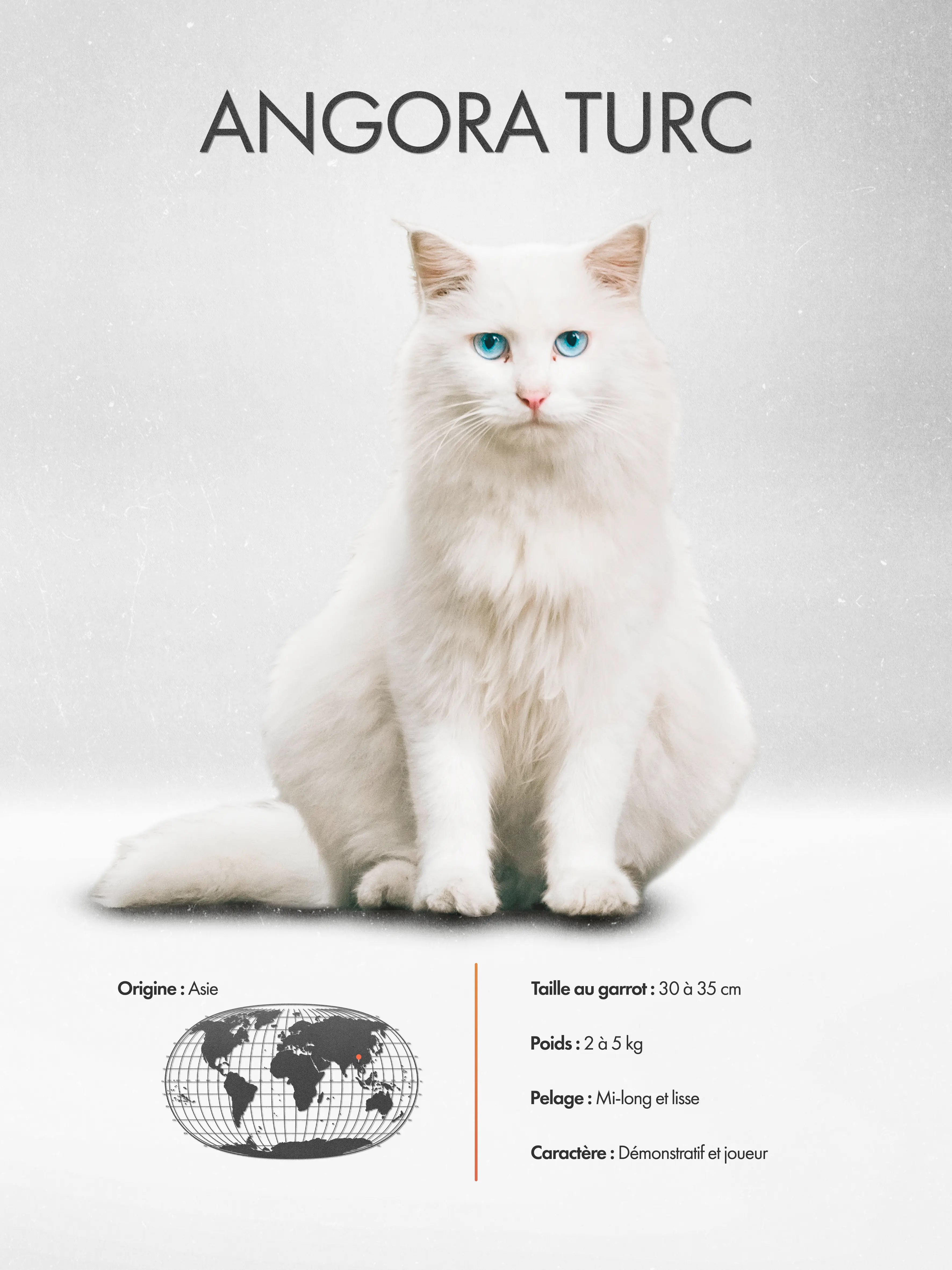 Turkish Angora Poster