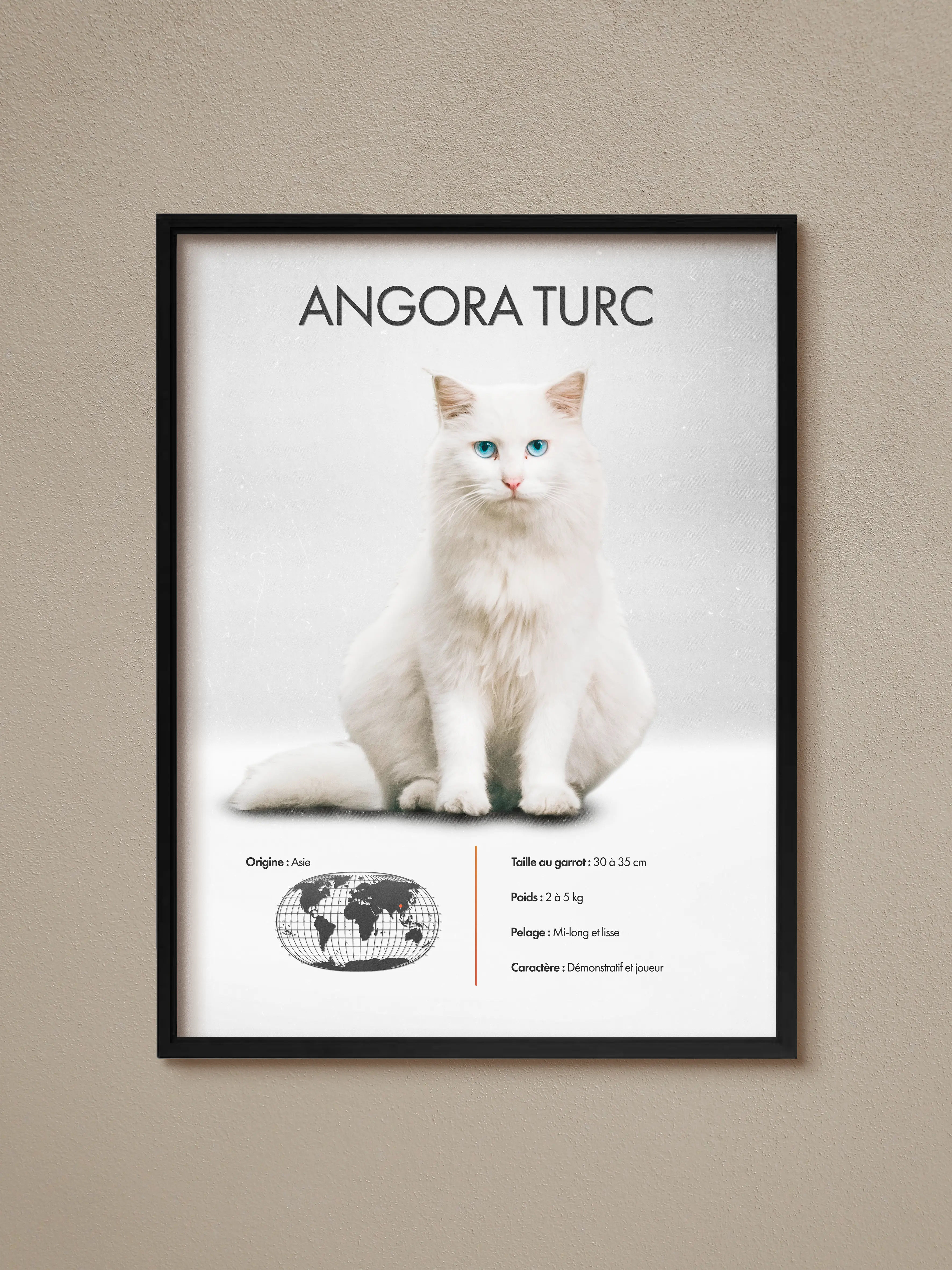 Angora Turc
